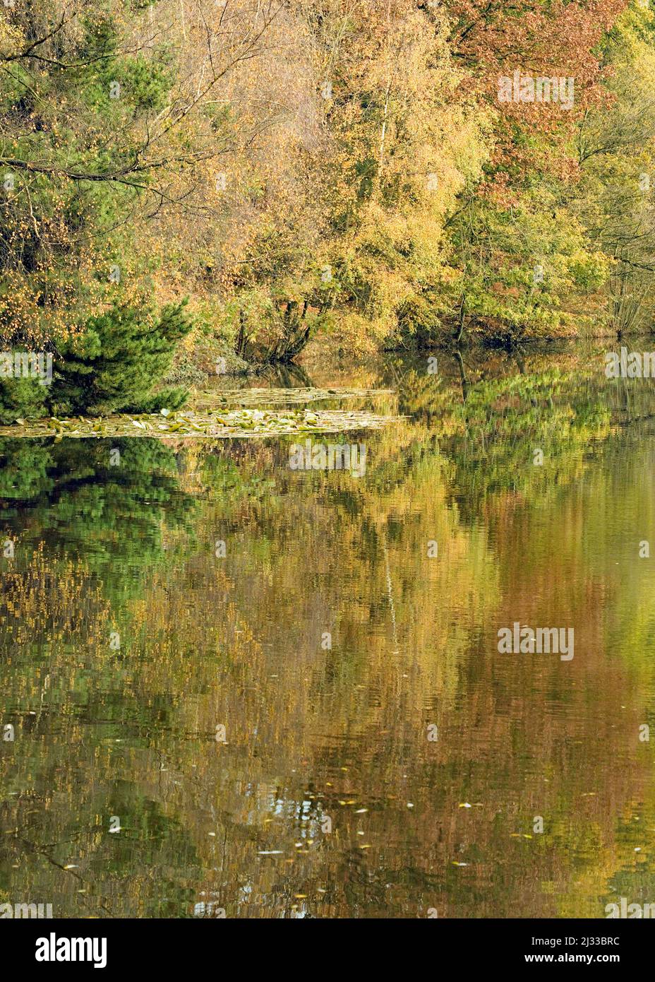 Autumn in Fair Oak valley showing one of the three major forest pools with trees displaying their beautiful autumnal hues and tints on Cannock Chase Stock Photo
