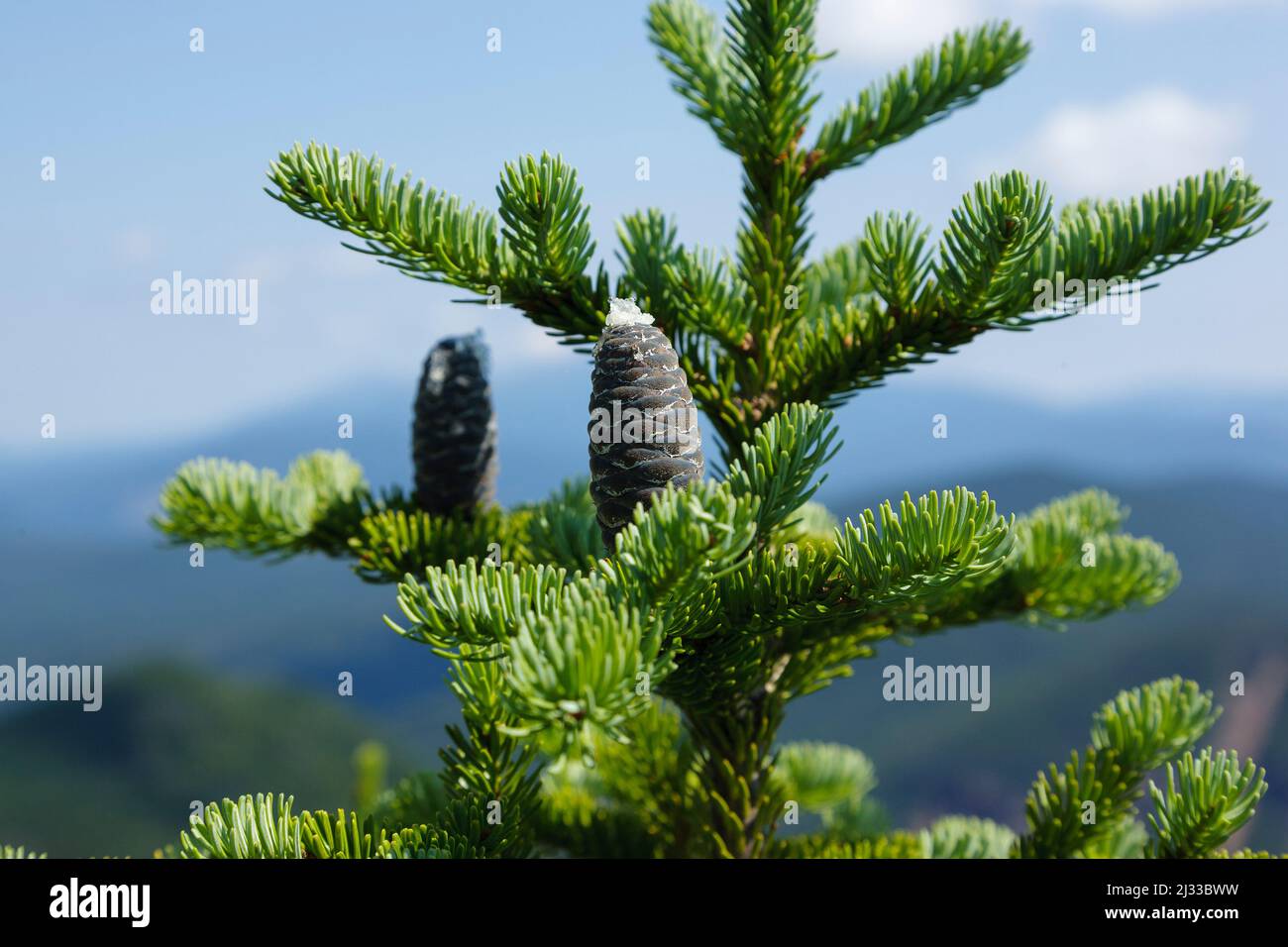 Balsam Fir (Abies balsamea) along a hiking trail in the White Mountains, New Hampshire. Stock Photo