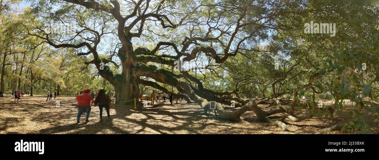 A panoramic view of the Angel Oak Tree sprawling branches under sunlight in Charleston, South Carolina Stock Photo