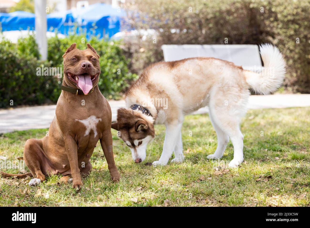 Two dogs are playing in the park Stock Photo - Alamy