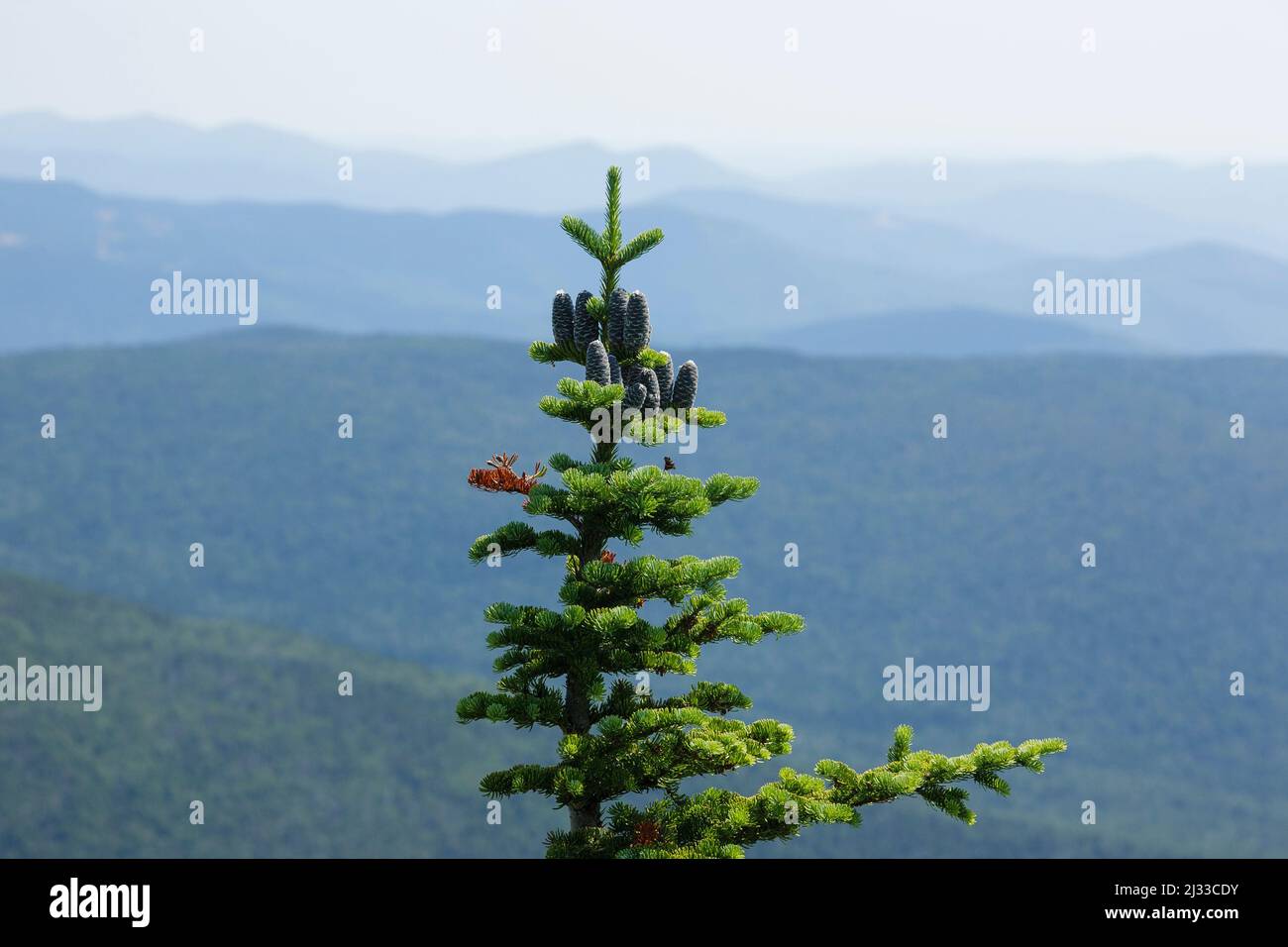 Balsam Fir (Abies balsamea) along a hiking trail in the White Mountains, New Hampshire. Stock Photo