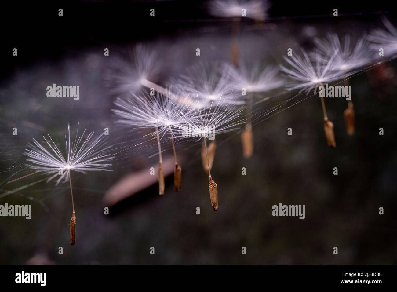 The seeds of a dandelion are caught from the light breeze of a Sussex springtime garden by a spider's web. Stock Photo