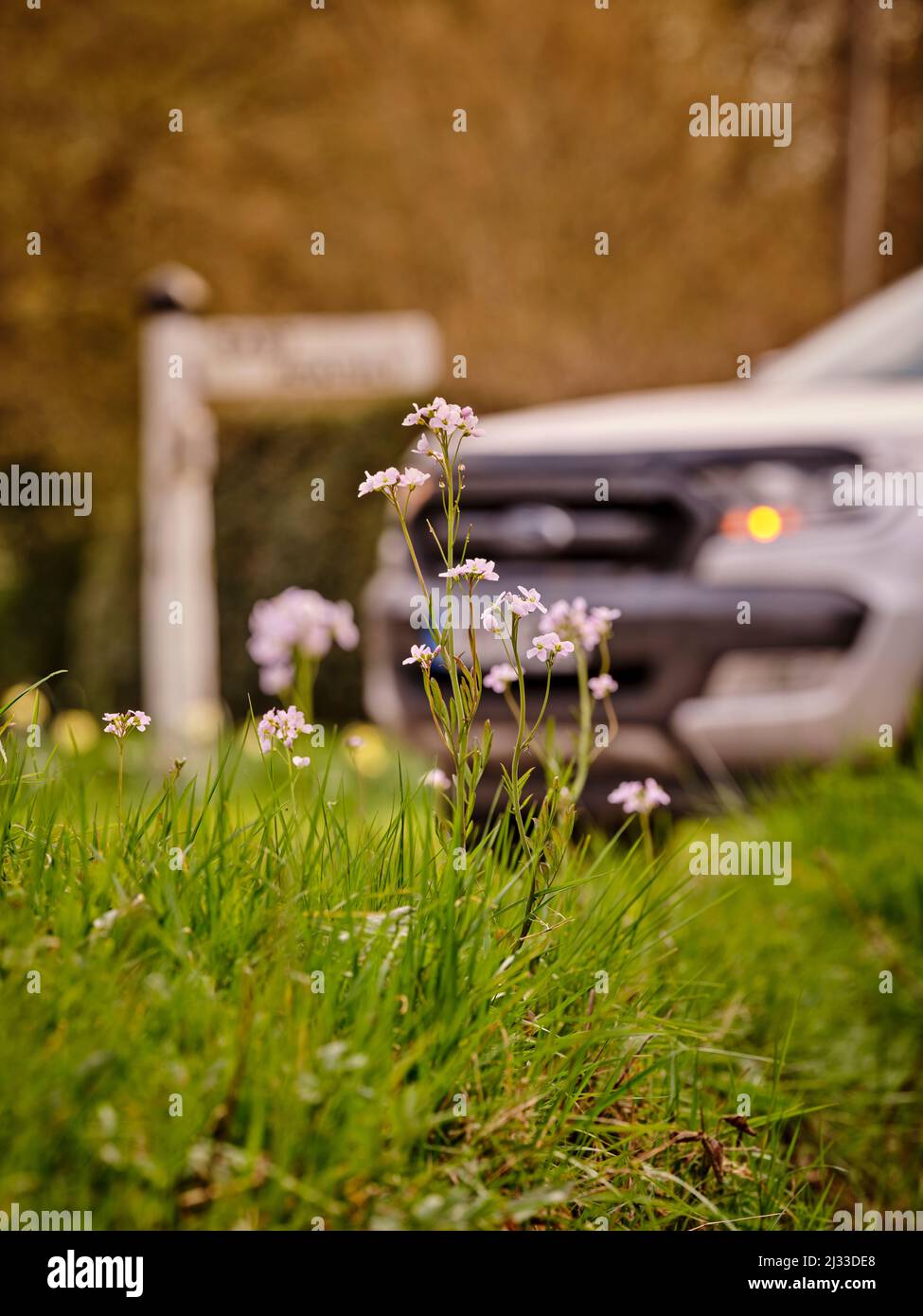 Lady's smock on roadside verges in East Hoathly, East Sussex, UK, photographed as a car speeds past. Stock Photo