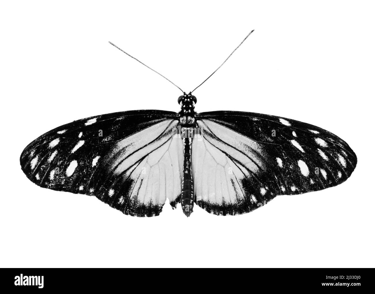 Black and white image of a butterfly Stock Photo