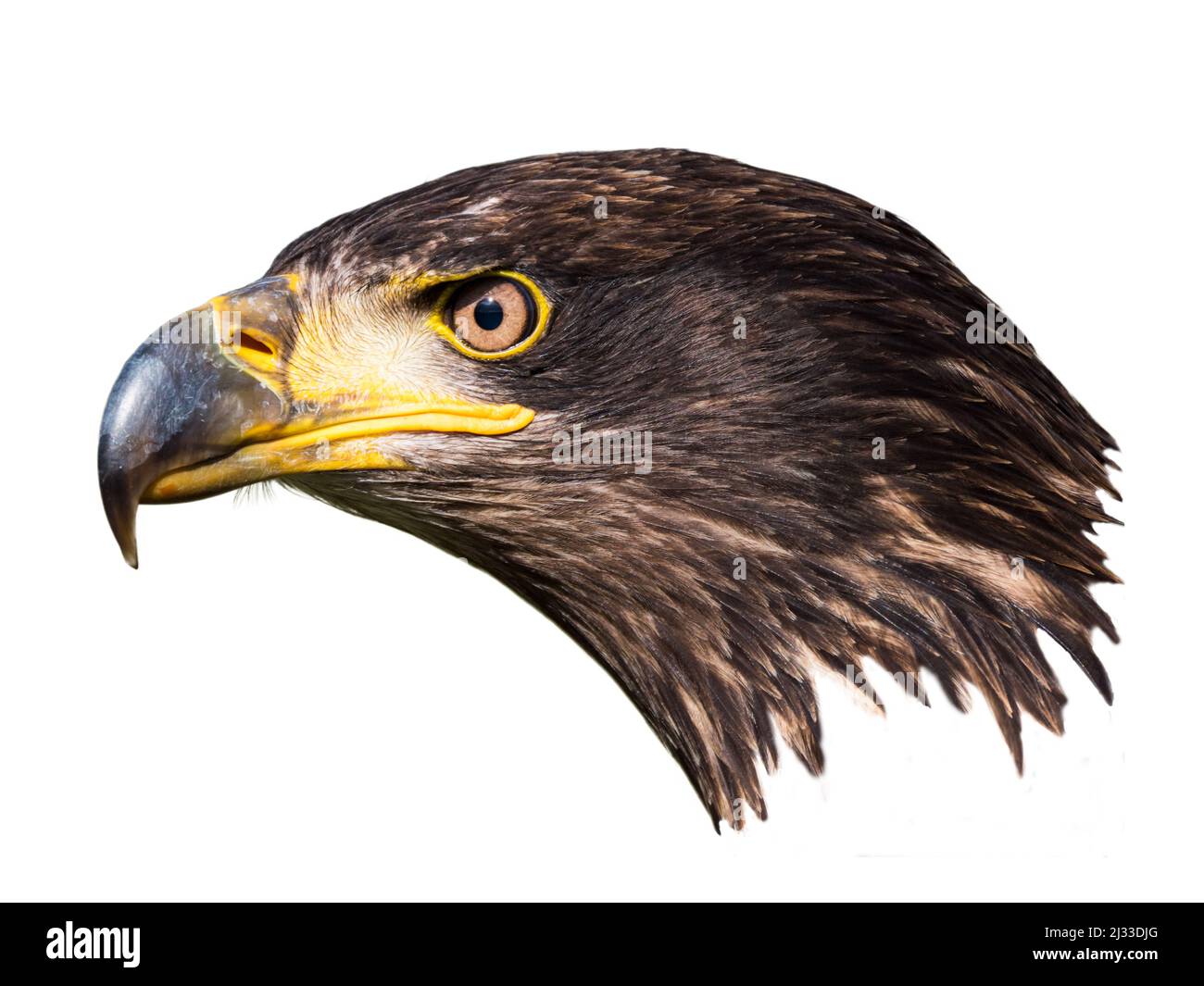 Close-up of an immature American bald eagle Stock Photo