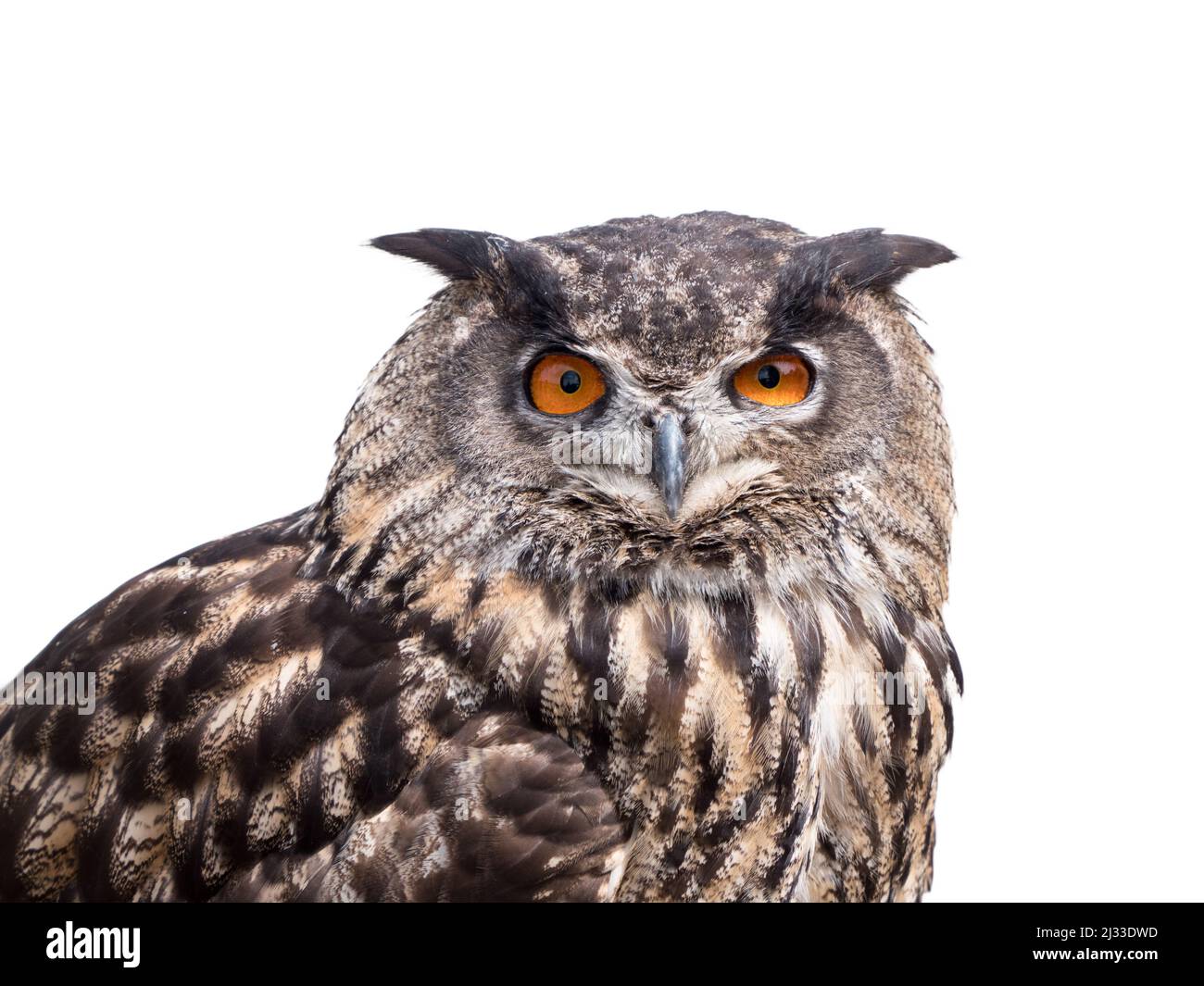 Cut outimage of an Eurasian Eagle Owl Stock Photo