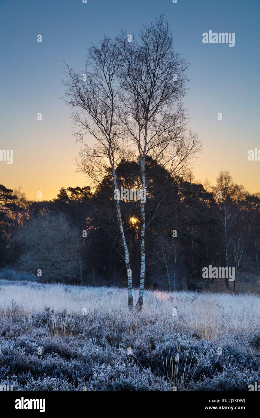 Silver birch trees at sunrise on frosty winter morning, Newtown Common, near Newbury, Berkshire, England, United Kingdom, Europe Stock Photo