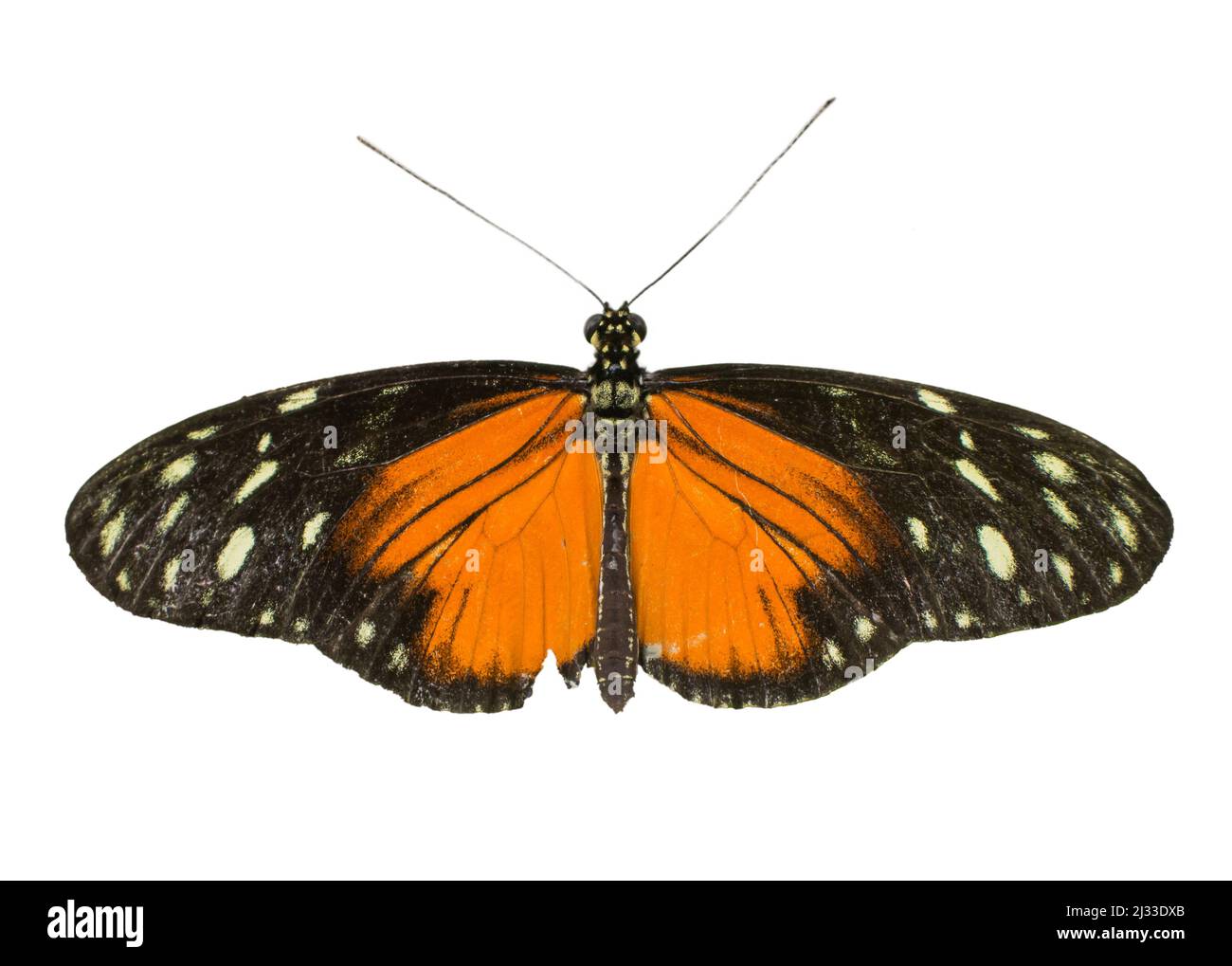 Cut out image of a longwing butterfly Stock Photo