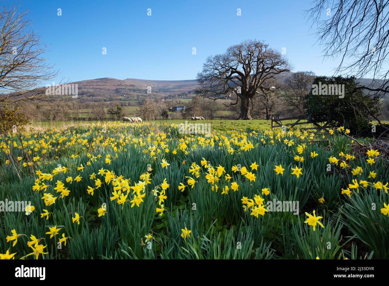 Spring Daffodils along the Usk Valley with Pen Allt-mawr mountain behind, Crickhowell, Brecon Beacons NP, Powys, Wales, United Kingdom, Europe Stock Photo