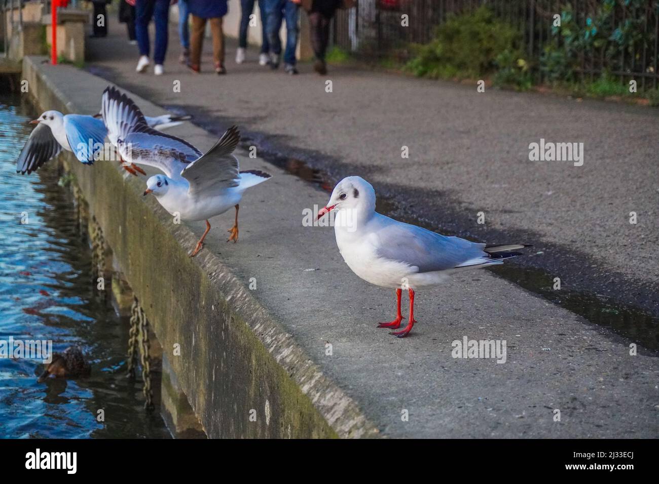 Black headed Gulls In Various Stages Of Flight On The Banks Of The black-headed-gulls-in-various-stages-of-flight-on-the-banks-of-the