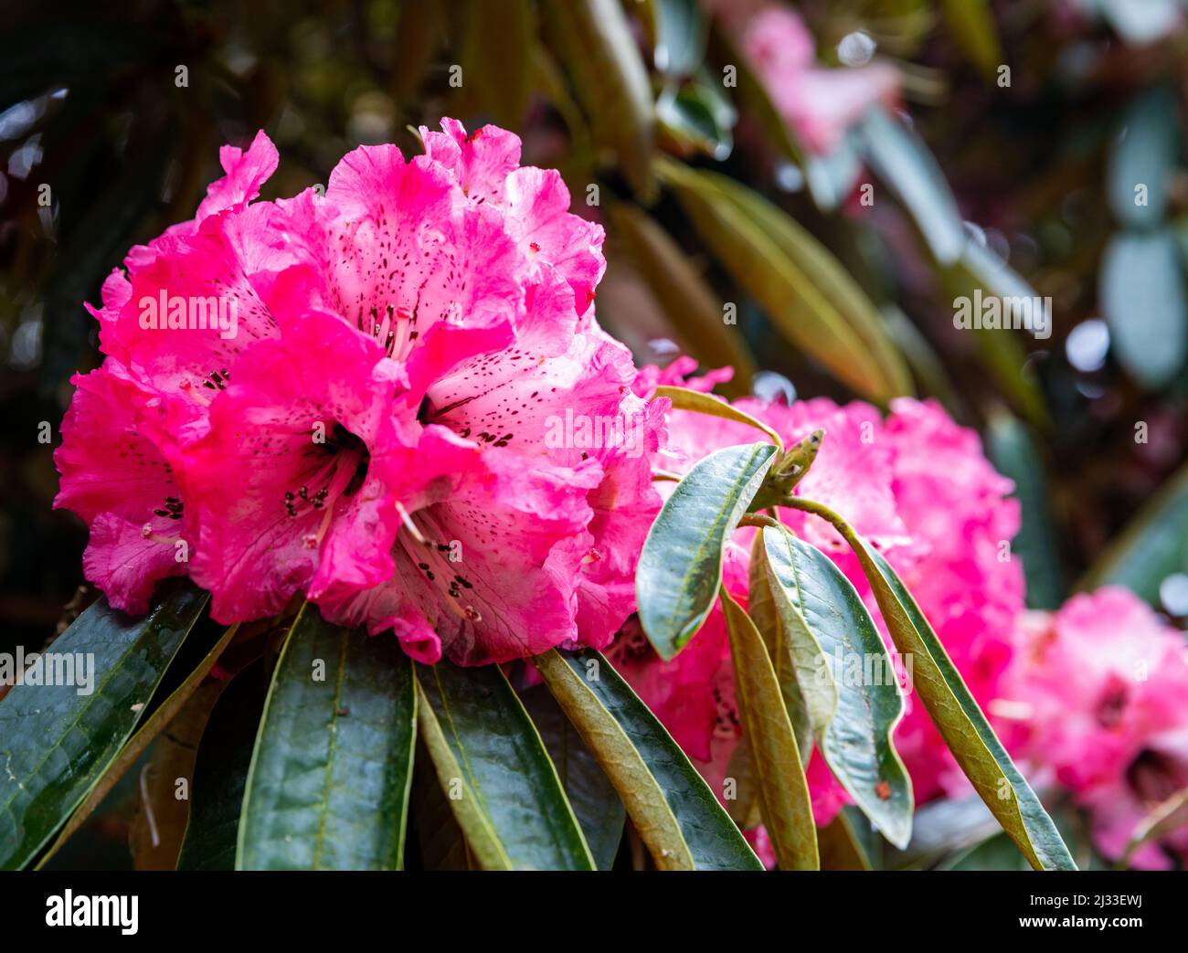 Cornwall Rhododendron Grounds of lanhydrock hi-res stock photography and images - Alamy