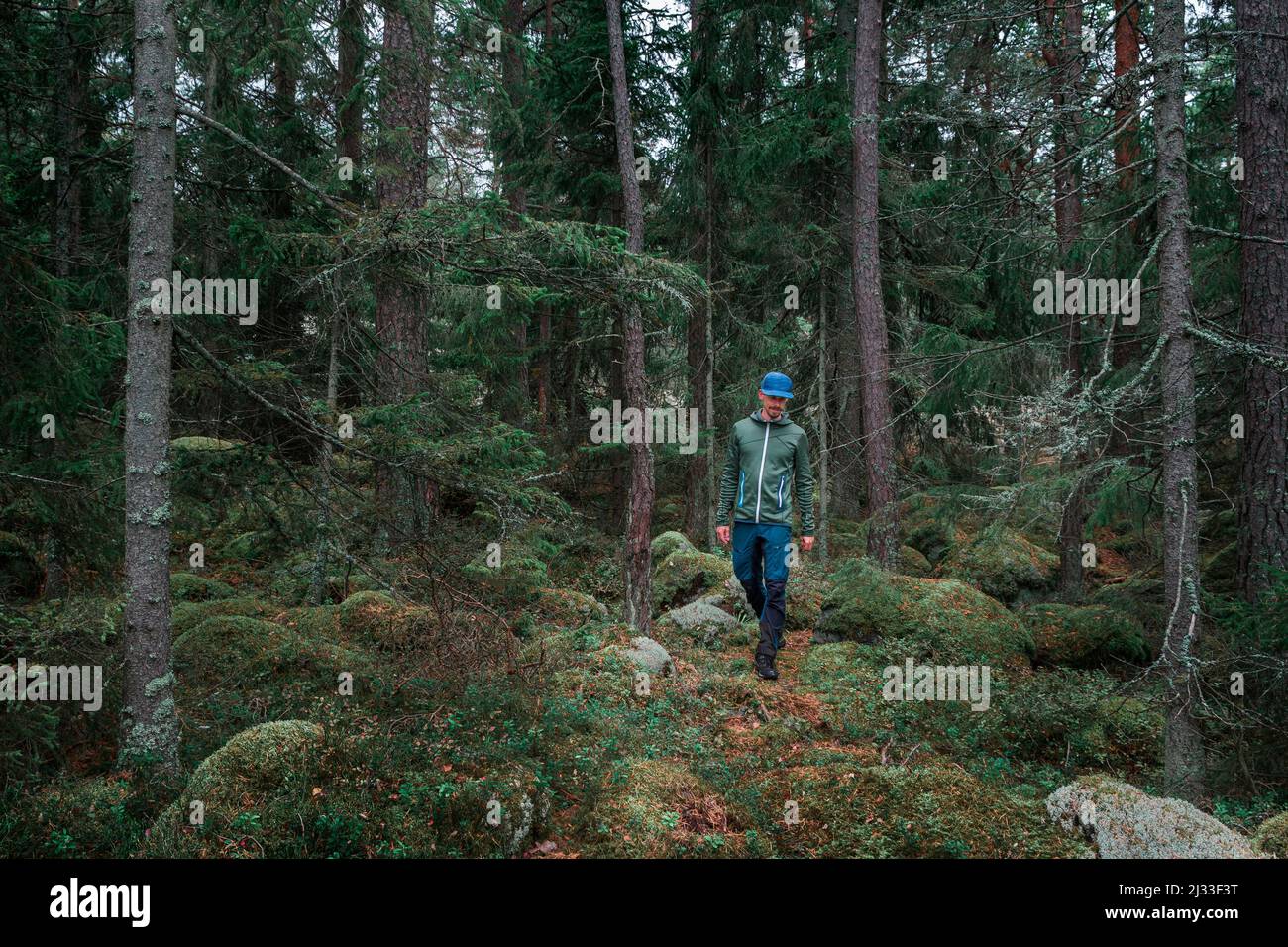 Man hiking through forest with moss covered ground in Tyresta National Park in Sweden Stock Photo