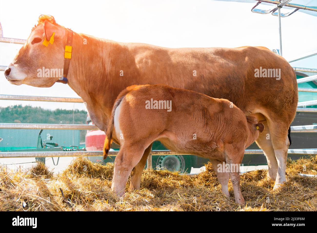 A brown mother of the cow feeds the calf in the corral. Cows in the paddock with tags on the ears eat hay and rest close up view. Cow Milk Farm. Stock Photo