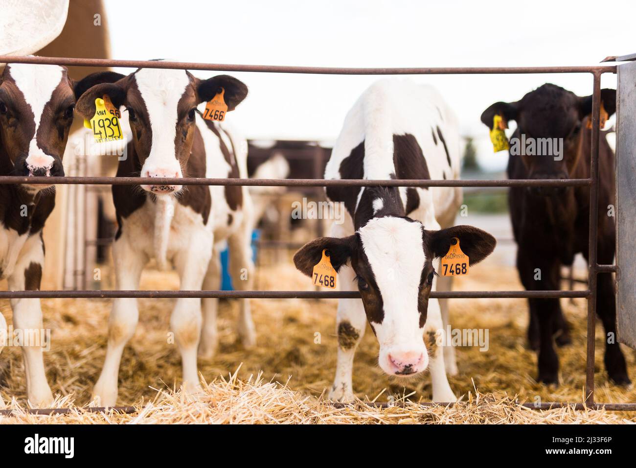 black and white calves in stall on farm Stock Photo Alamy
