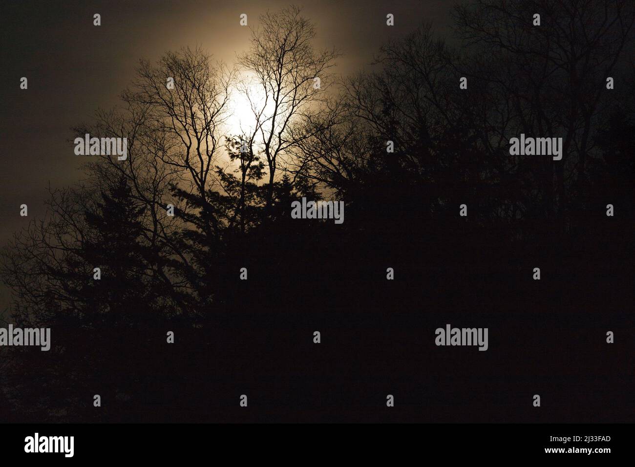 Full moon behind trees hi-res stock photography and images - Alamy