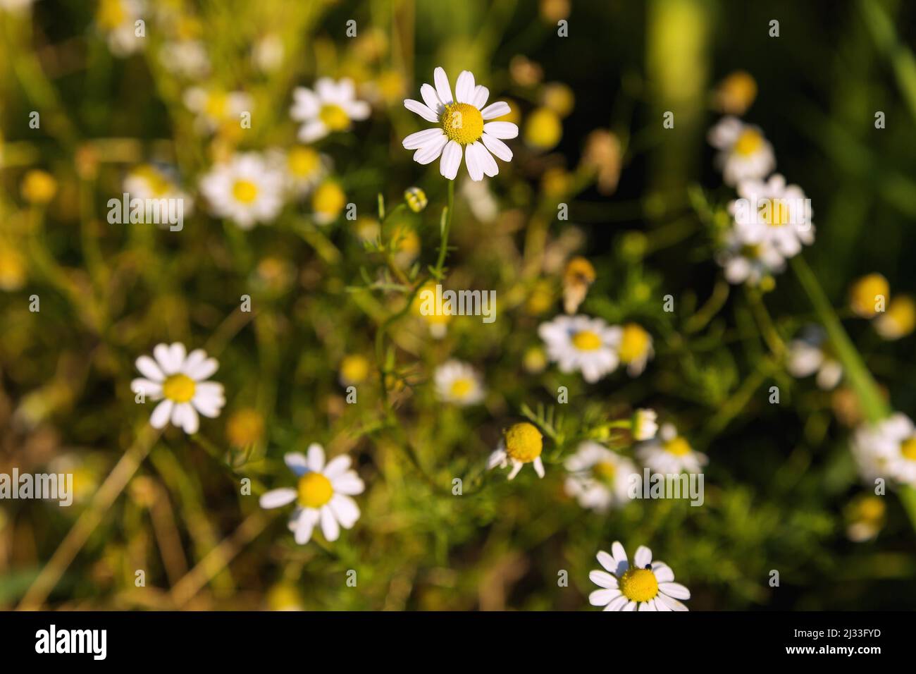 German chamomile, Matricaria chamomilla L., daisy family, Asteraceae Stock Photo