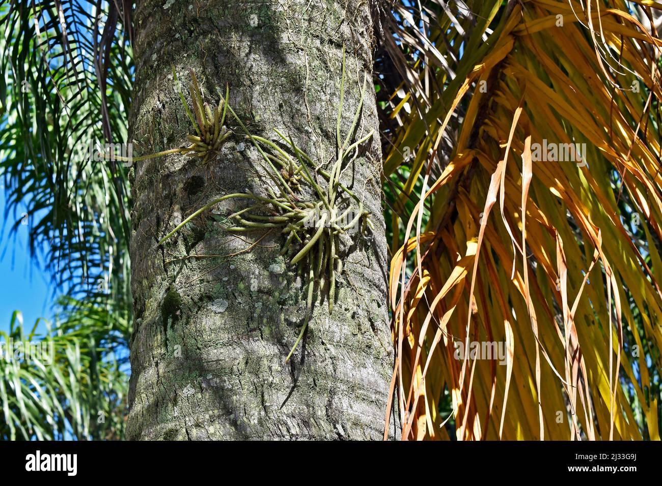 Epiphytic plant, Mistletoe cactus on palm tree trunk (Rhipsalis baccifera) Stock Photo