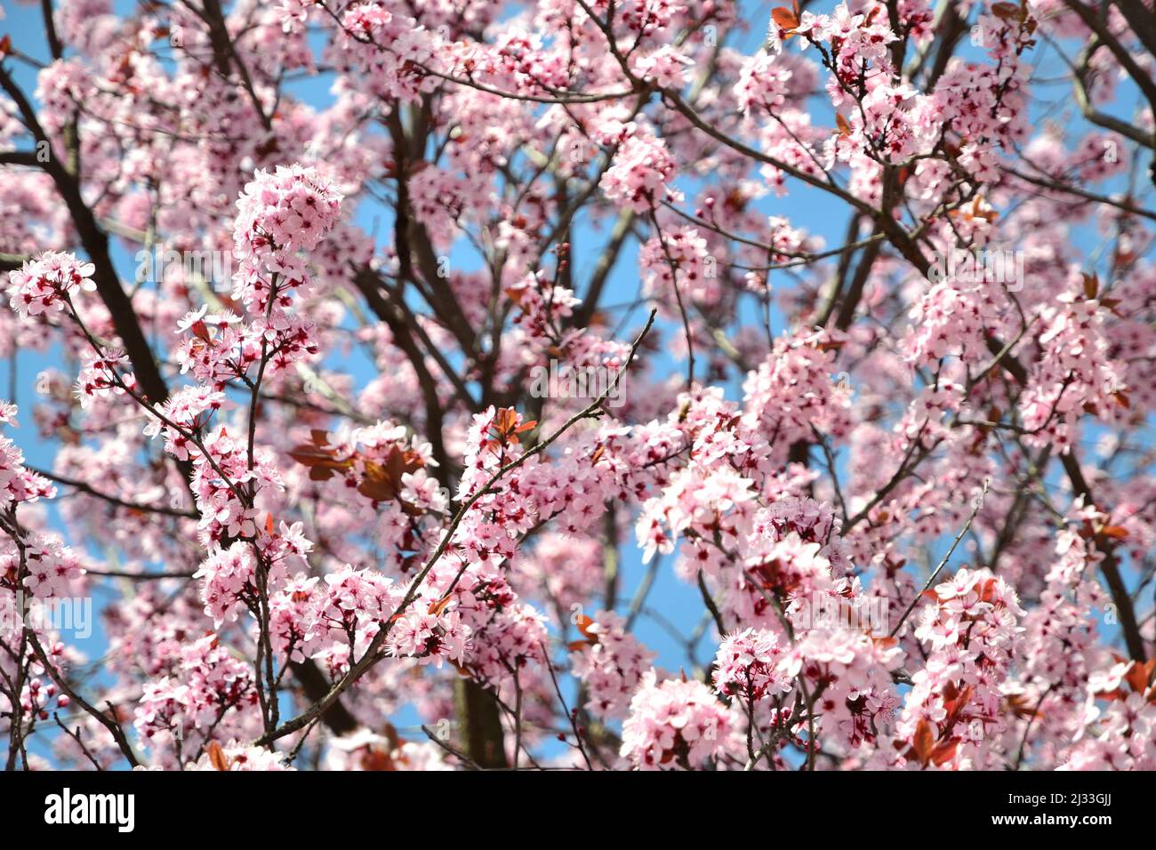 pink flowers in the tree at spring Stock Photo - Alamy