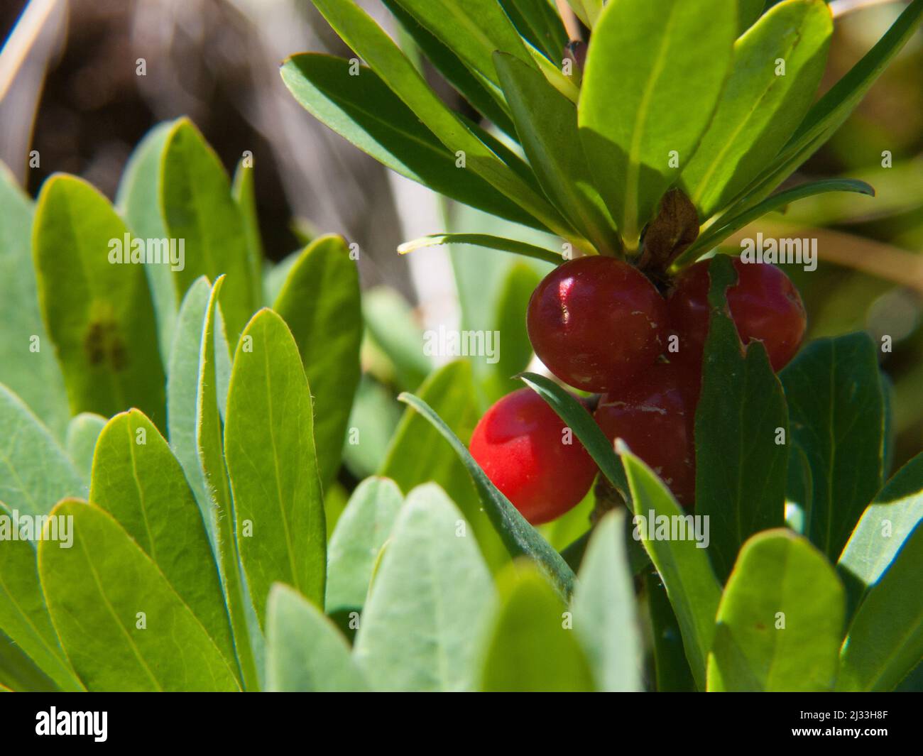 The red poisonous berries and green leaves of the mezereon (Daphne mezereum) Stock Photo