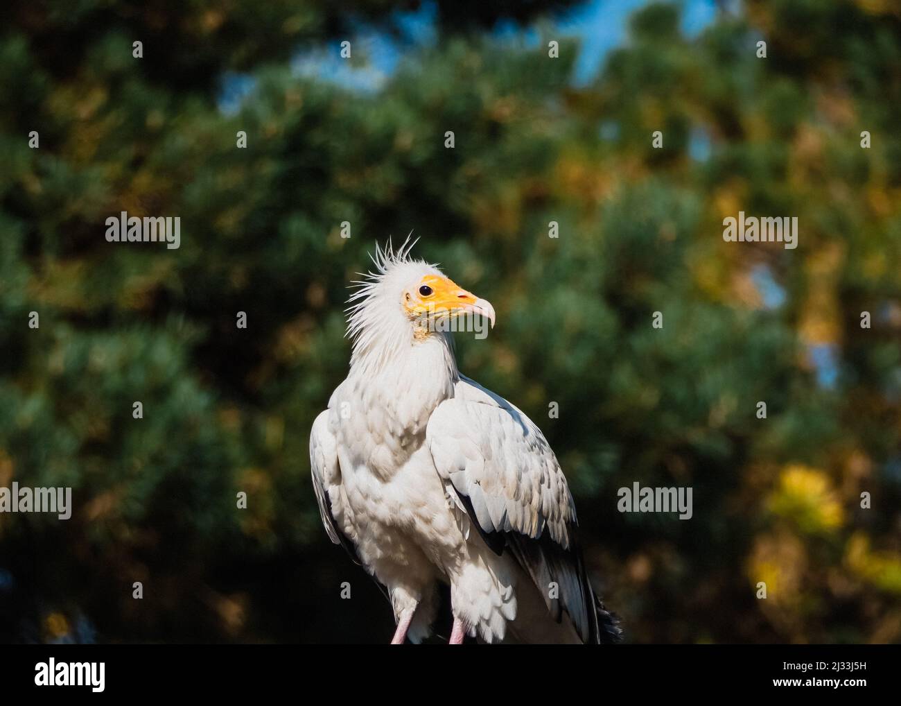 Portrait of a white Egyptian vulture bird Stock Photo