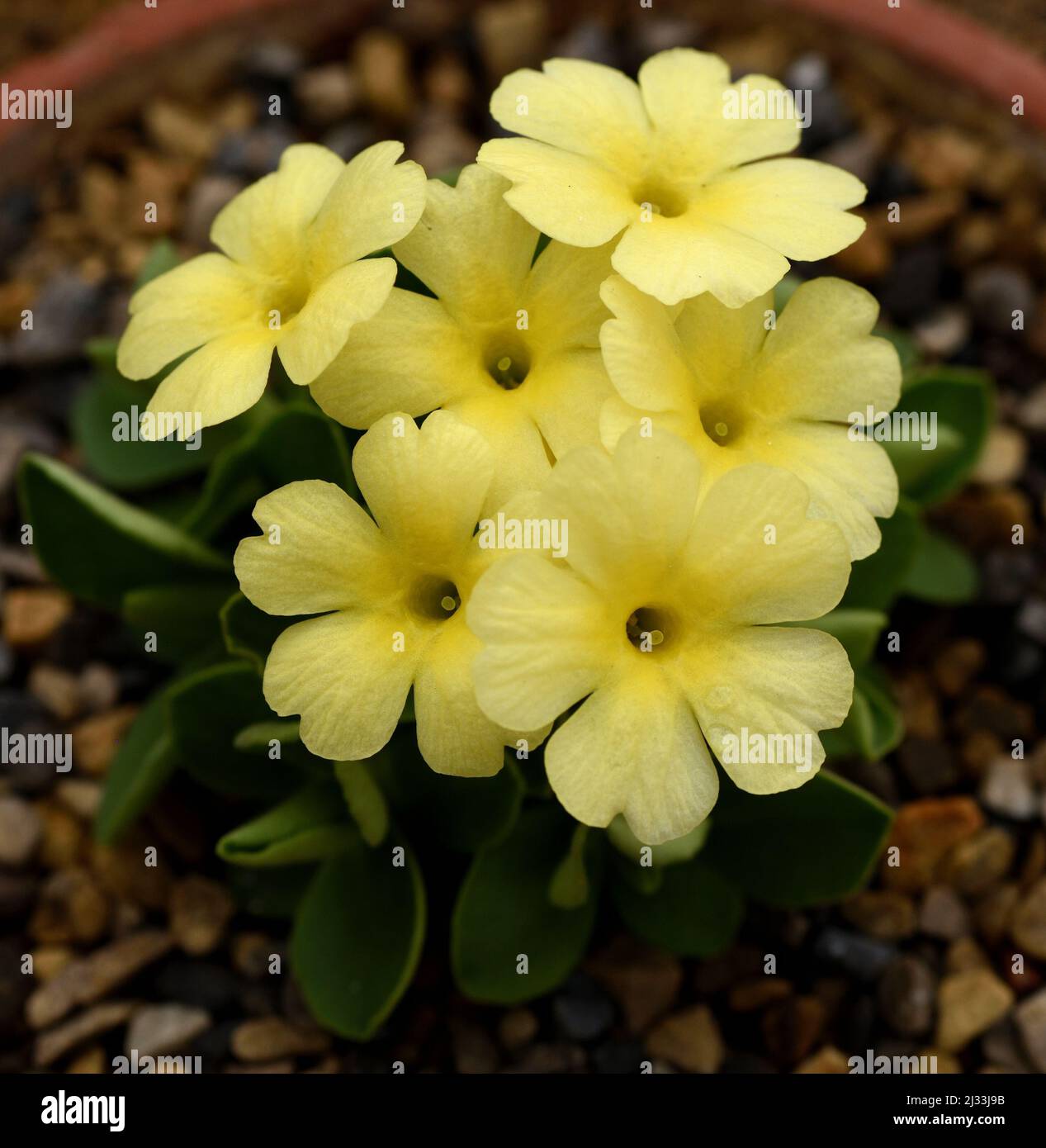 Closeup of the yellow flowers of Primula Lindum Saffron. Stock Photo