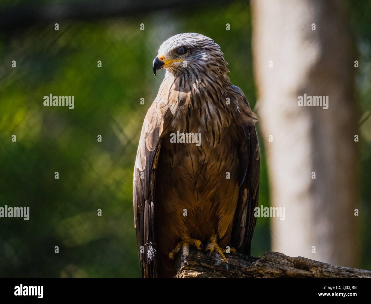 Falcon perched on a tree trunk Stock Photo