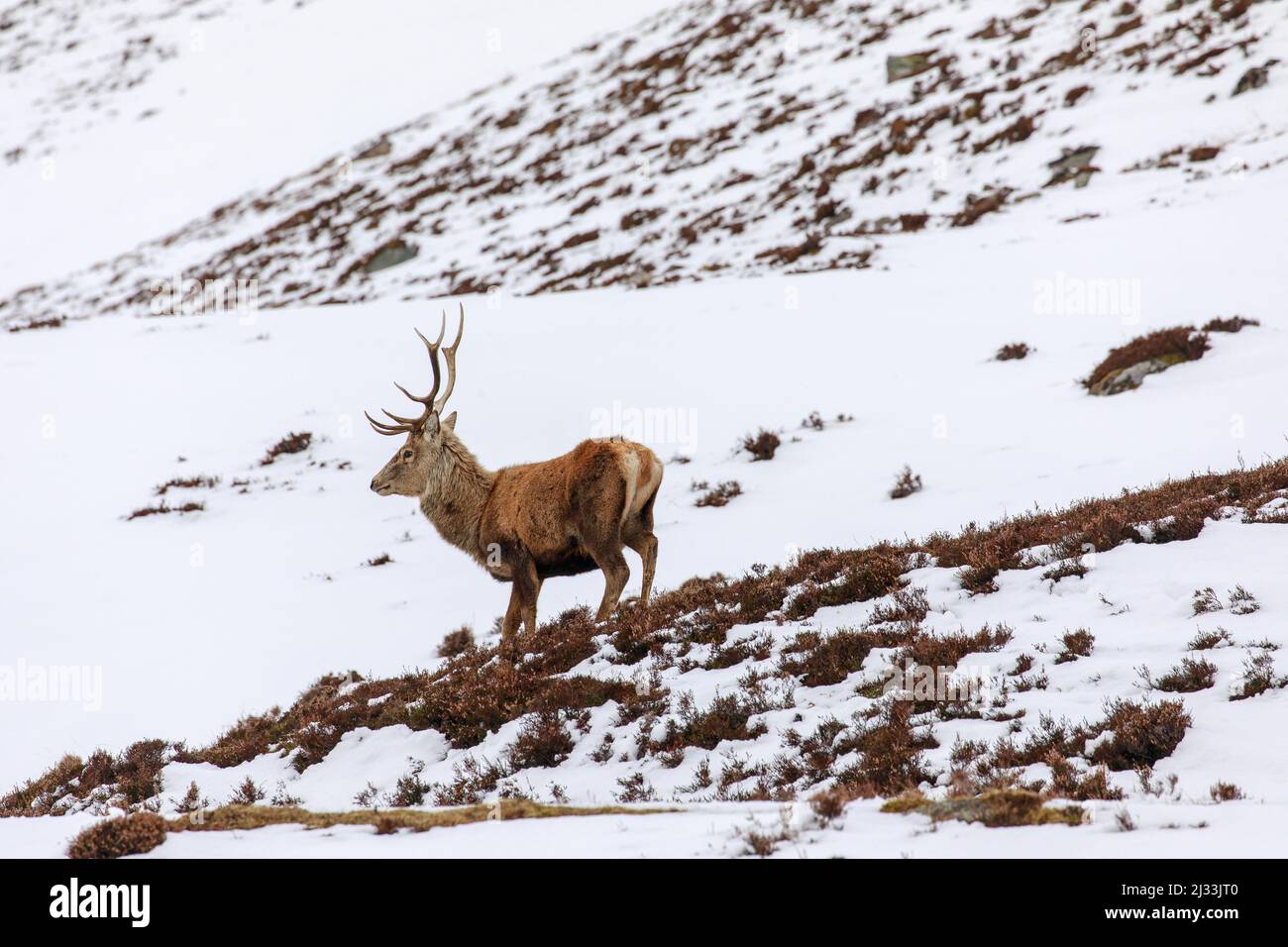 Red deer, antlers, stag in snow, Royal Deeside, Braemar, Aberdeenshire, Scotland, UK Stock Photo