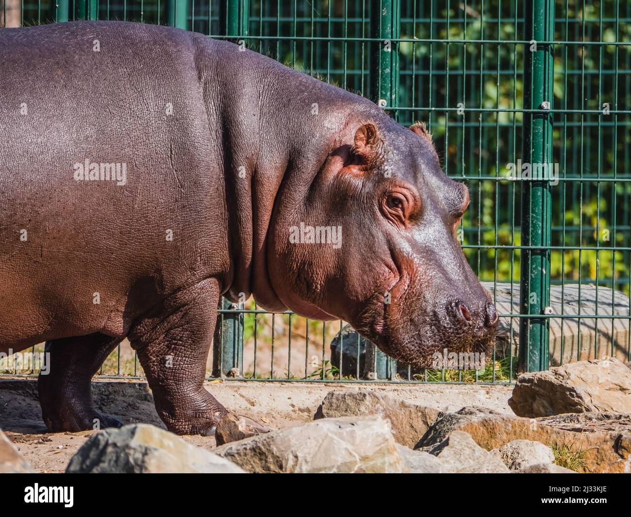 Side view of a mature giant hippo Stock Photo