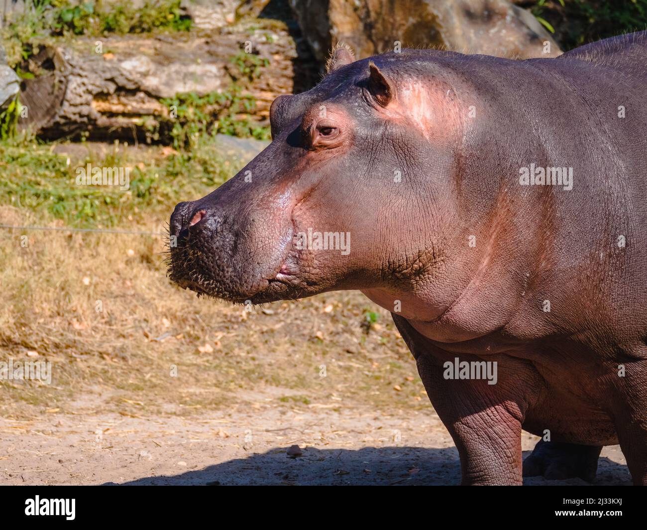Side view of a mature giant hippo Stock Photo