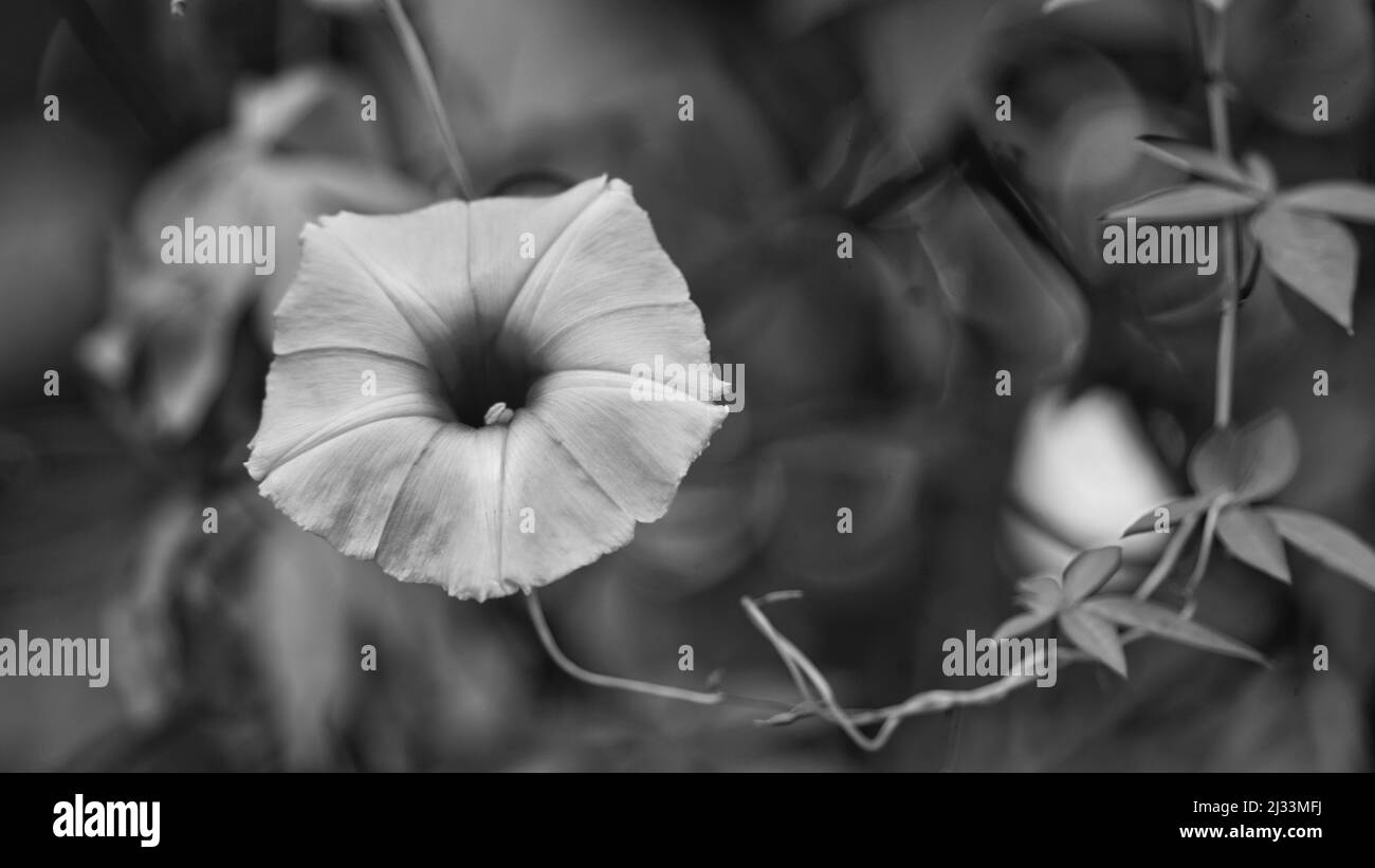 Black and white photo of Ipomoea flower. Ipomoea flower among grass leaves next to a dry, broken wood stick and a flower bud. Stock Photo