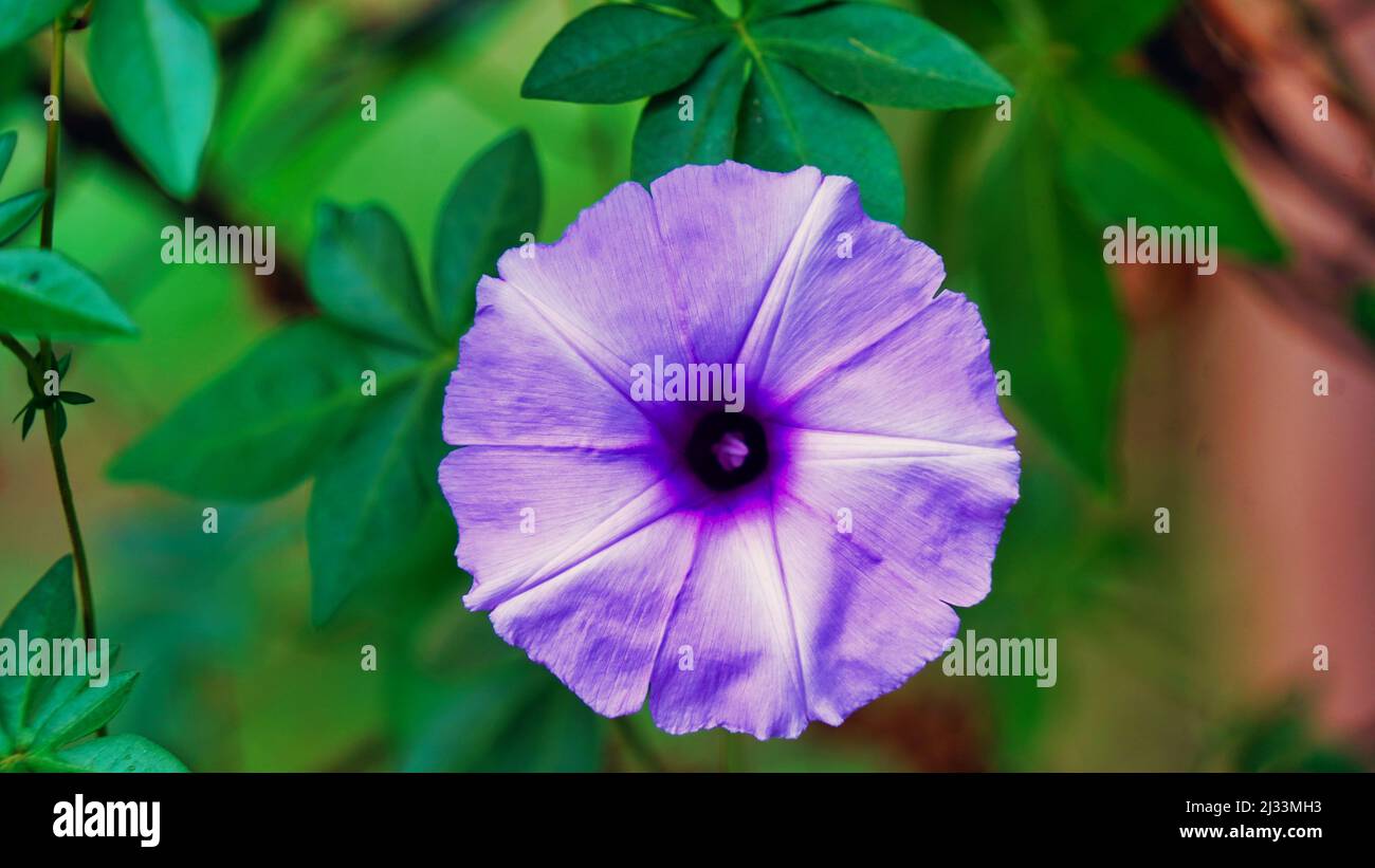 Fresh Purple flower of Ipomoea. Ipomoea nil is a species of Ipomoea morning. Stock Photo