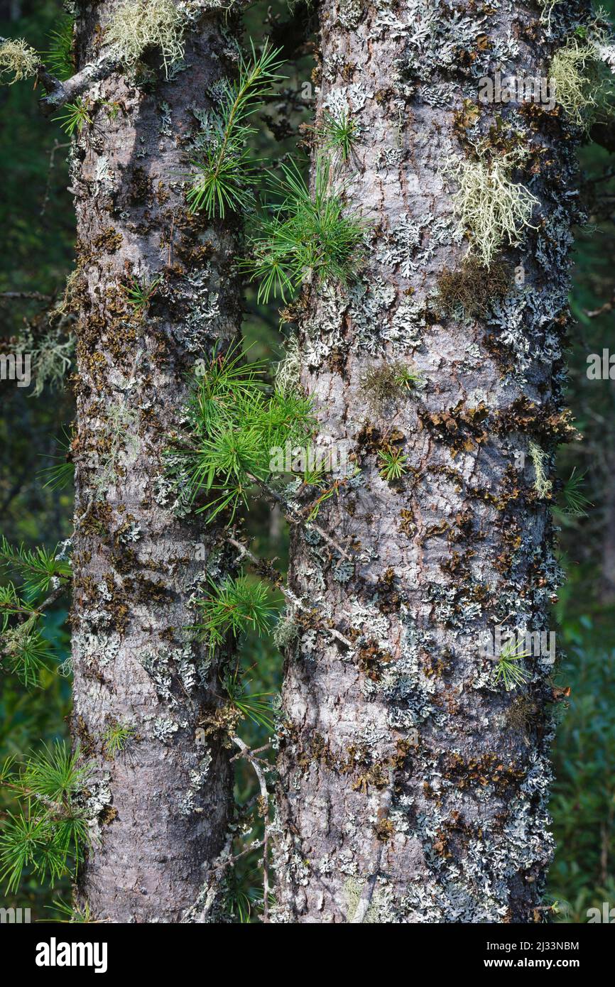 Tamarack Larch - (Larix laricina) during the summer months Albany, New Hampshire. Stock Photo