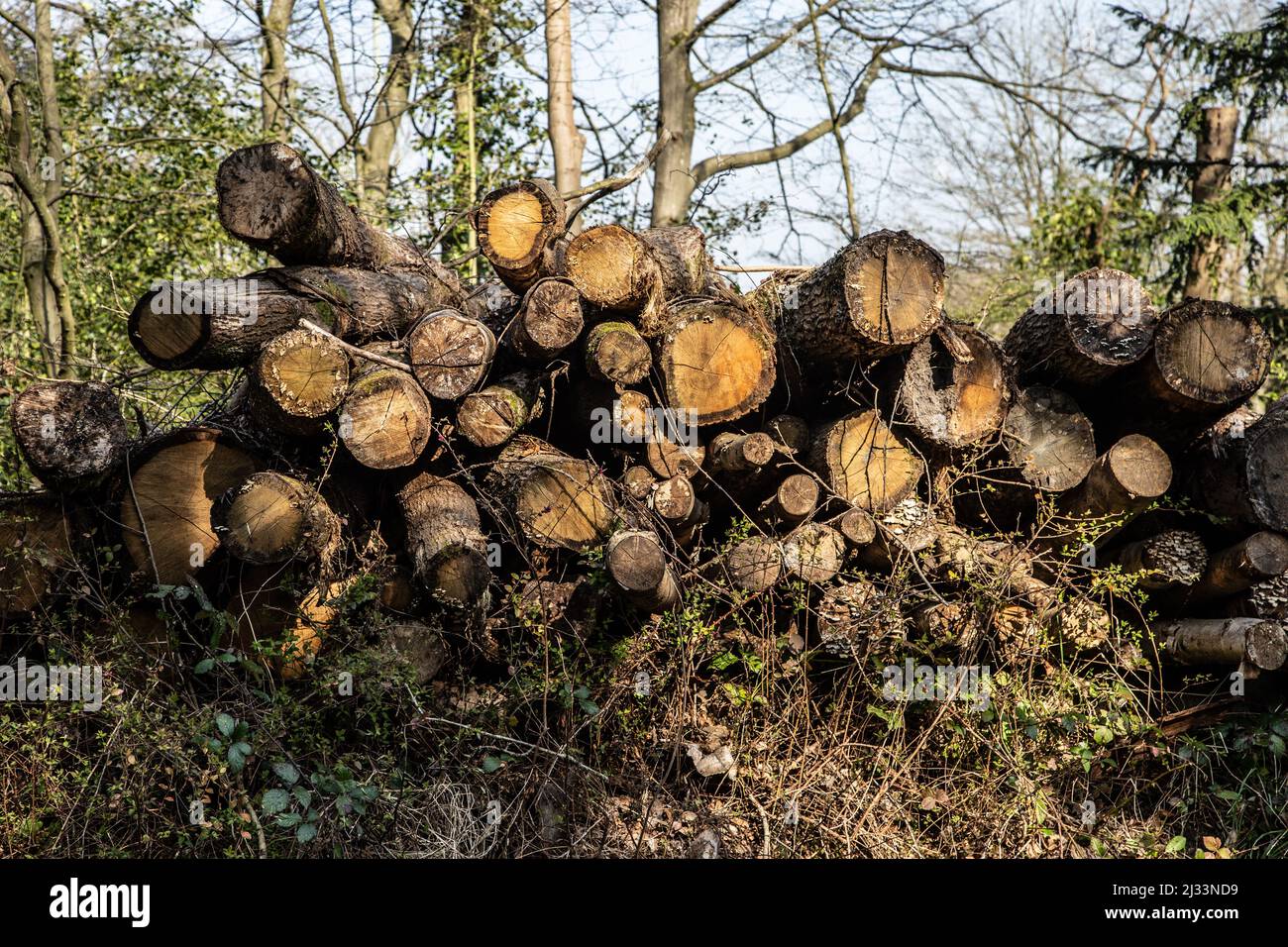 A pile of logs cut down from a managed woodland area Stock Photo