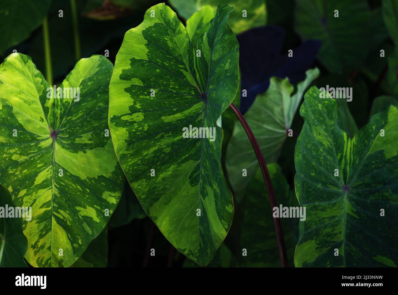 Wallpaper rainforest hi-res stock photography and images - Alamy