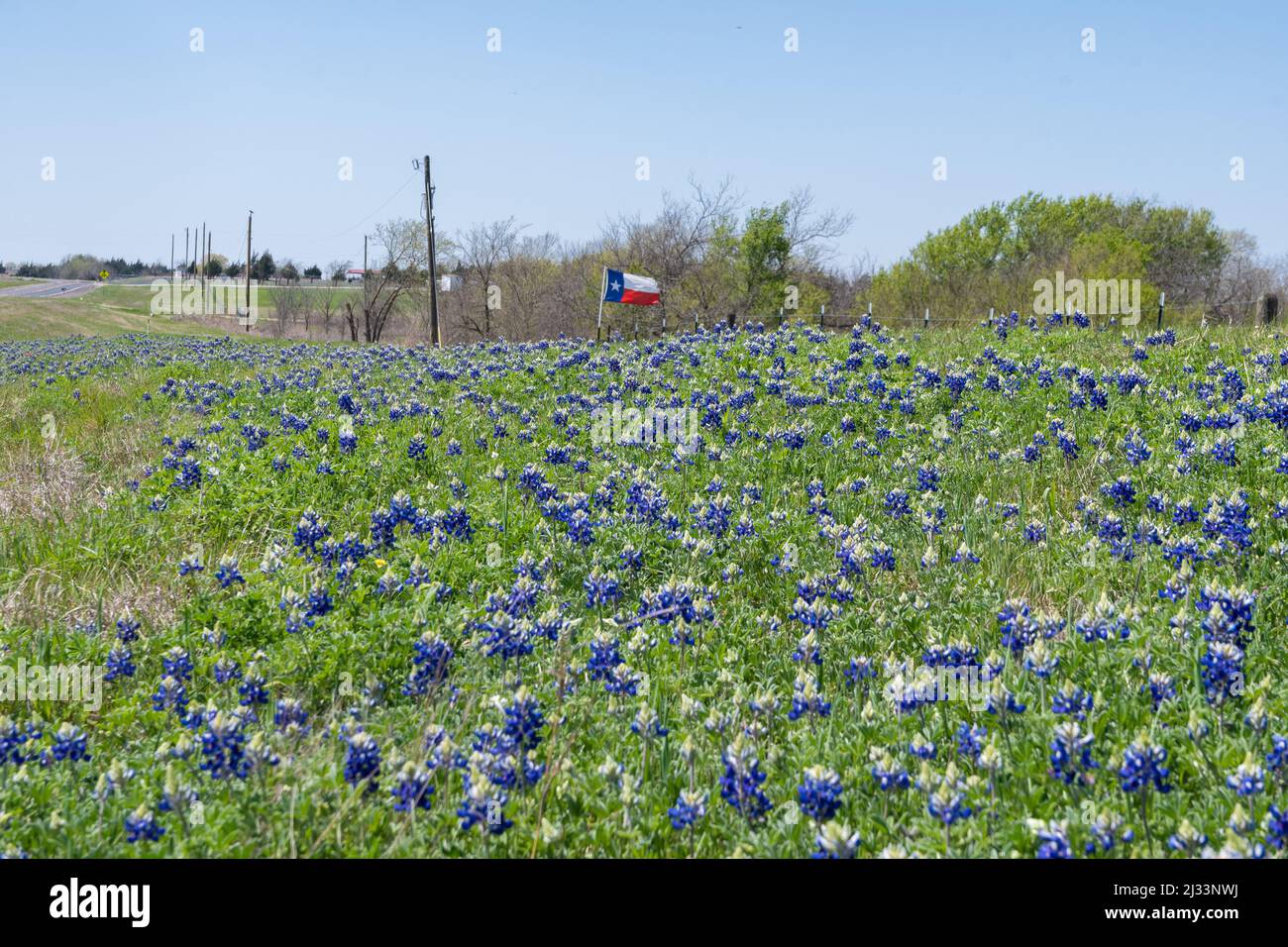 A patch of Bluebonnet flowers blooming in a roadside ditch on a sunny, windy day with a Texas flag waving by a fence in the background. Stock Photo