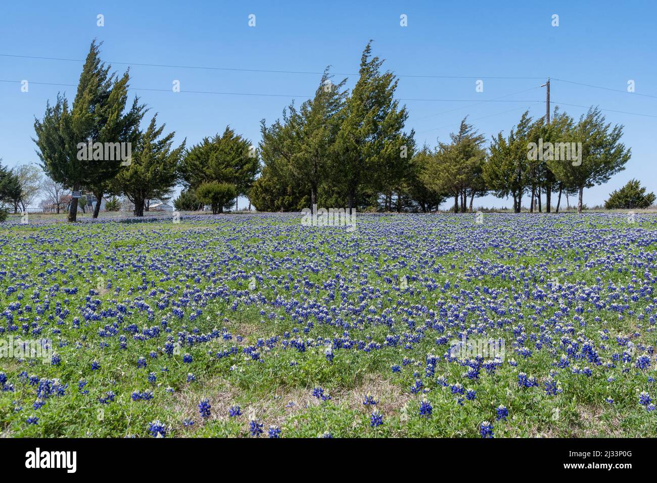 Farm meadow covered in a blanket of blooming Bluebonnet flowers with a grove of Cedar trees in the background on a sunny, spring morning. Stock Photo