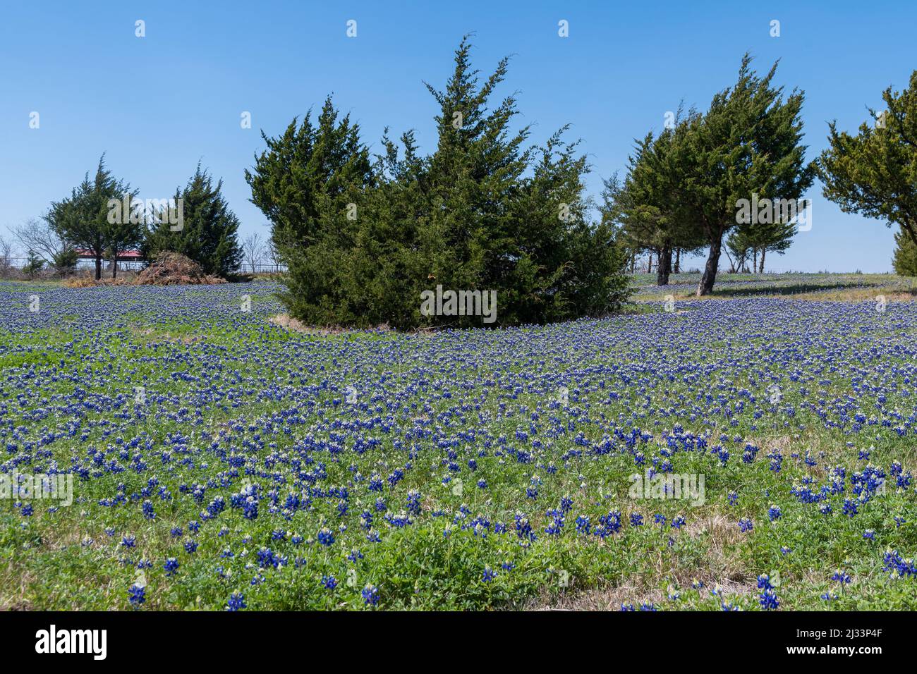 Farm meadow covered in a blanket of blooming Bluebonnet flowers with a grove of Cedar trees in the background on a sunny, spring morning. Stock Photo