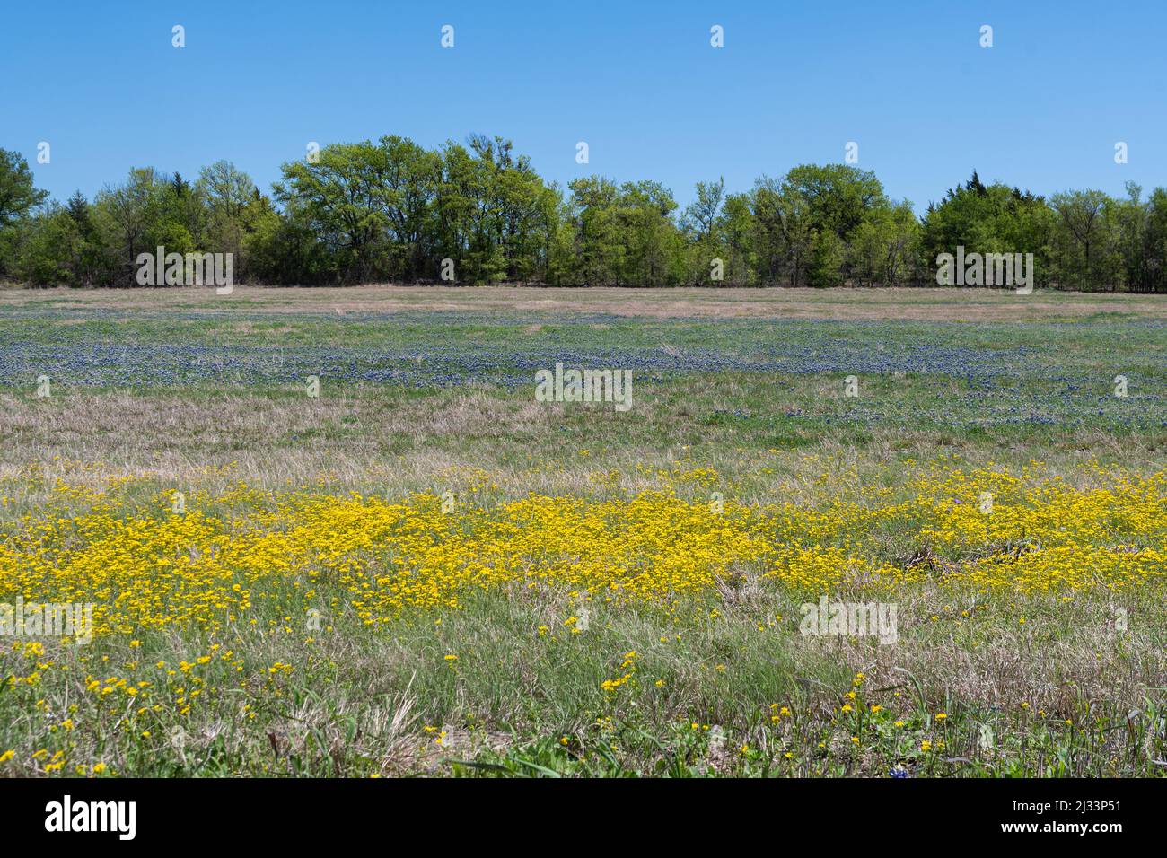 Hillside meadow covered in a blanket of bright yellow Yellowstar flowers in the foreground and beautiful Bluebonnet flowers in the background and a ro Stock Photo