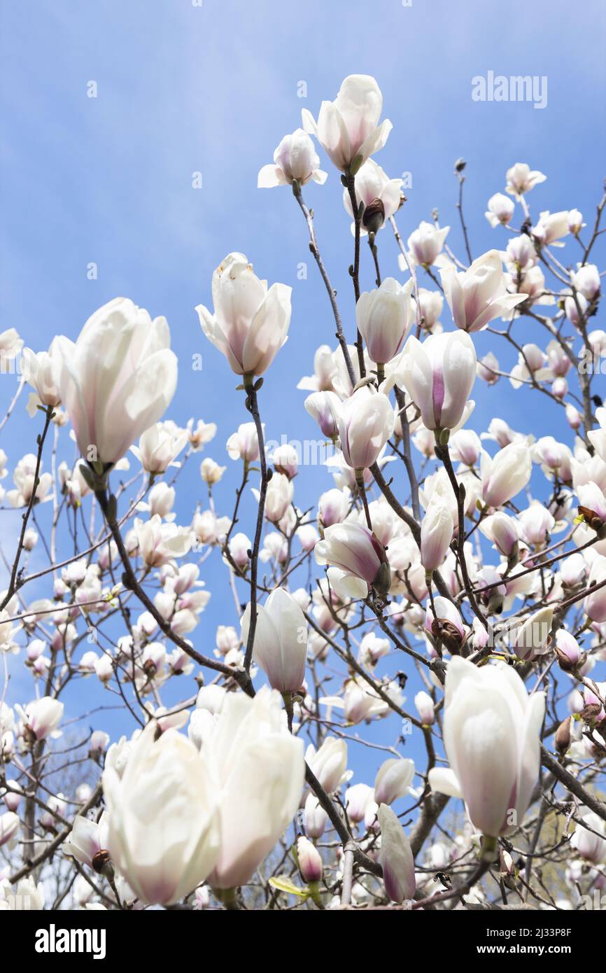 White blossoms on a magnolia tree against a blue sky Stock Photo - Alamy