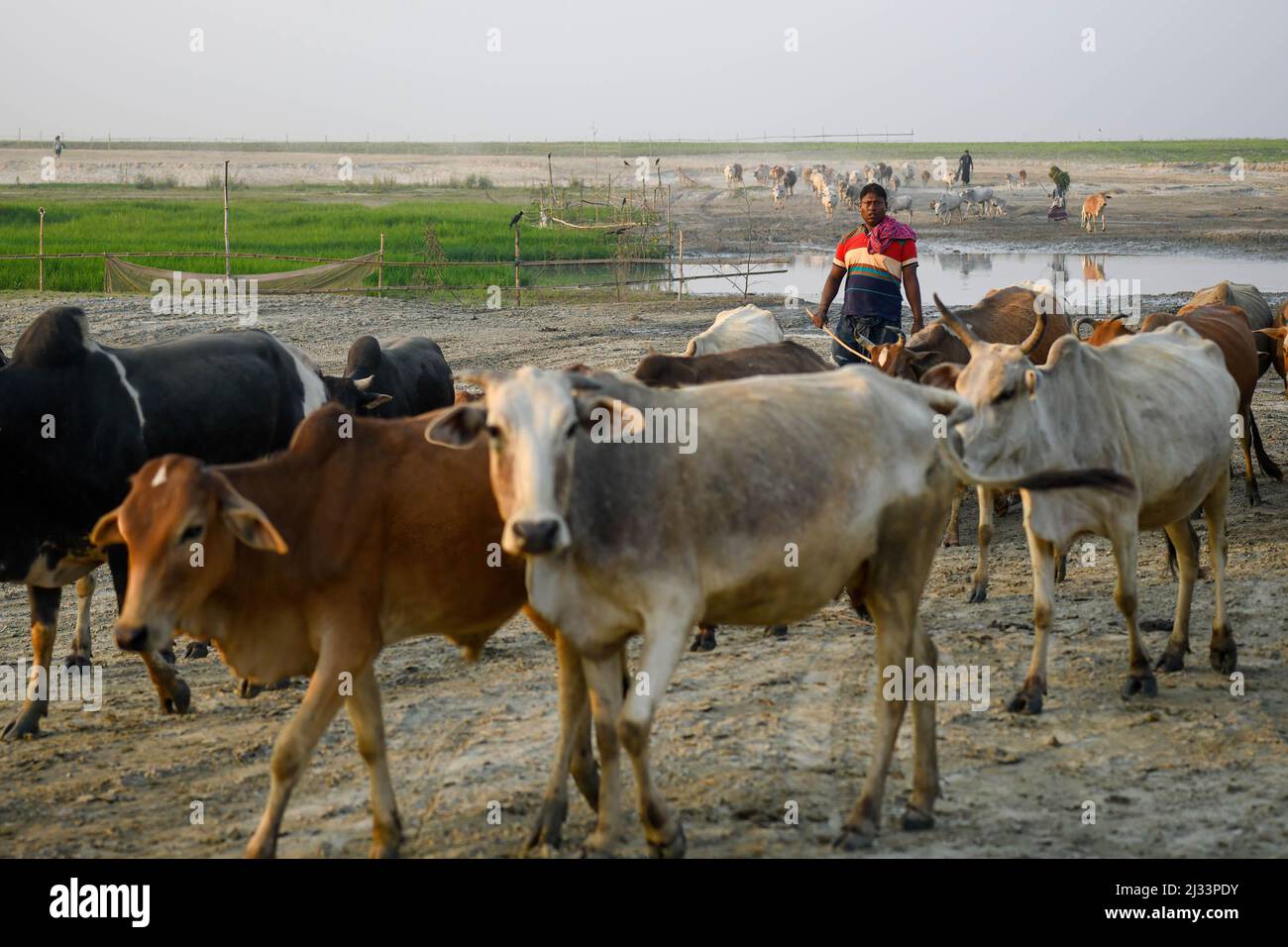 A man grazing his cattle at Bheramara Upazila in Kushtia District of ...