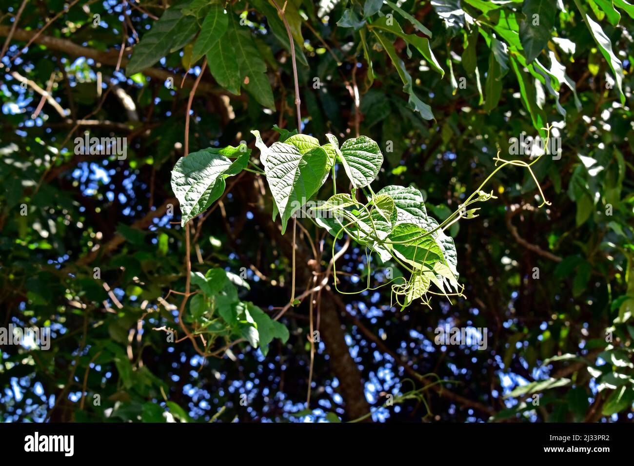 Creeper plant hanging from tree Stock Photo Alamy