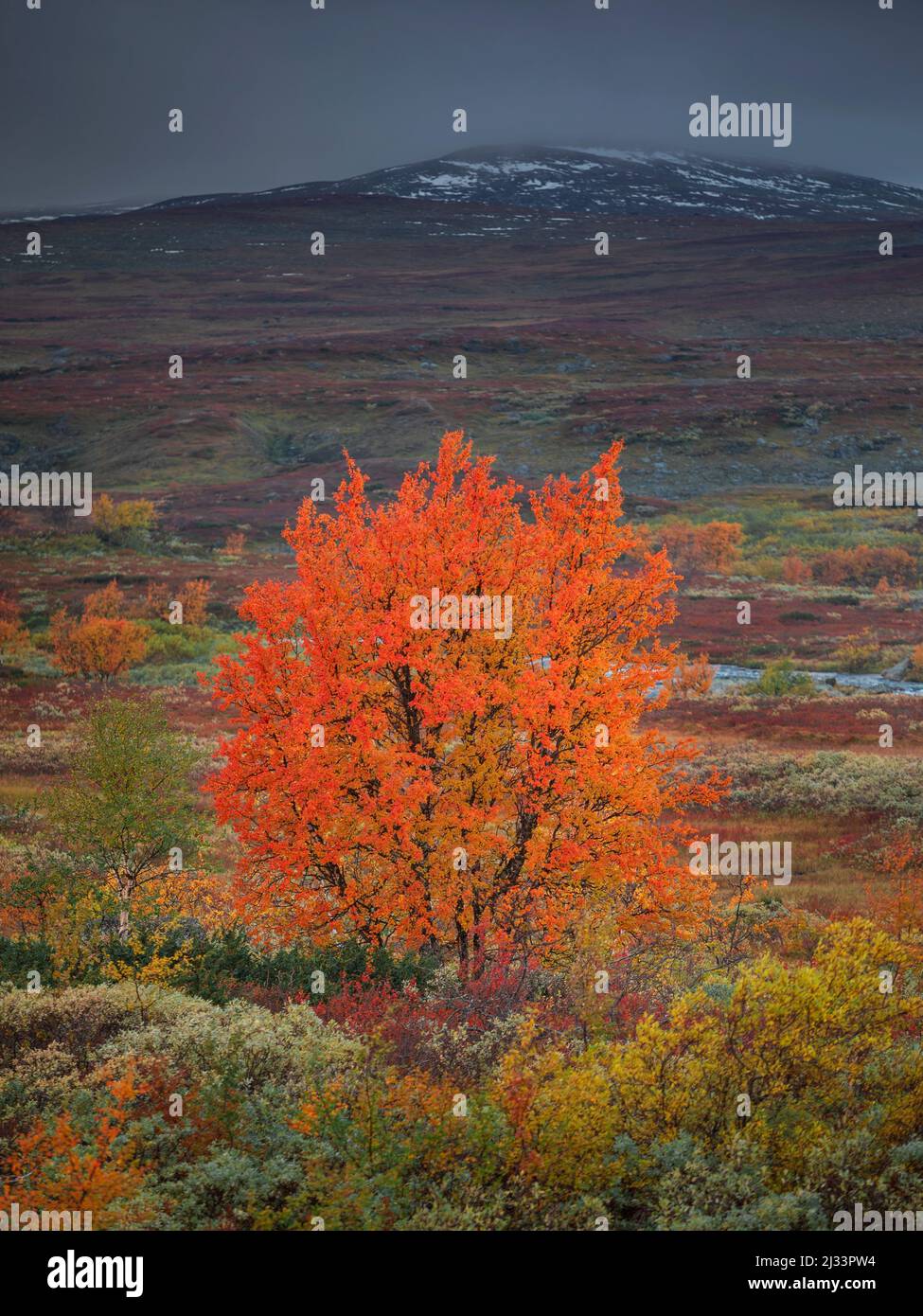Colorful tree in autumn with snow-covered mountain along the Wilderness Road, on the Vildmarksvagen plateau in Jämtland in Sweden Stock Photo