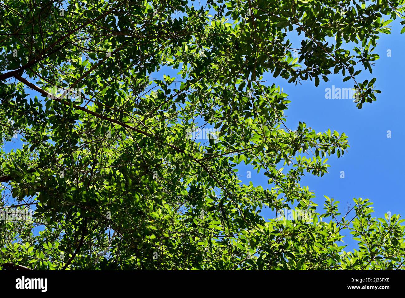 Tropical rainforest canopy trees hi-res stock photography and images ...