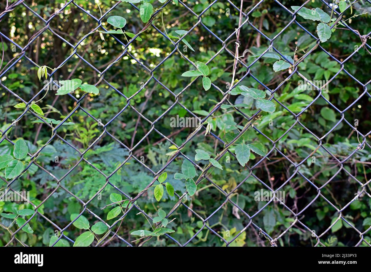 Climbing plant on wire mesh and forest in the backgound Stock Photo Alamy