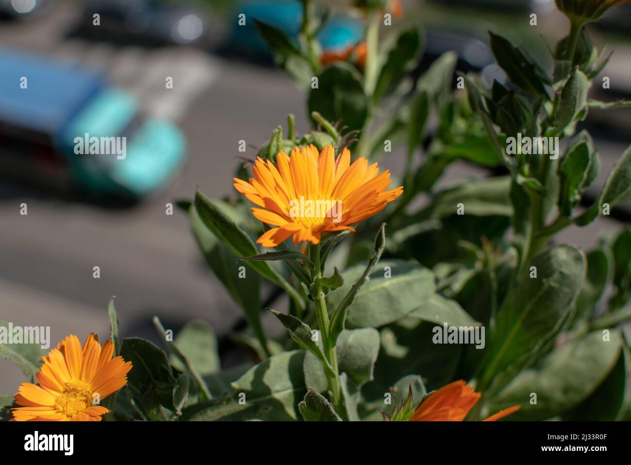 Calendula flower with bee on deep orange flower. Calendula has multiple