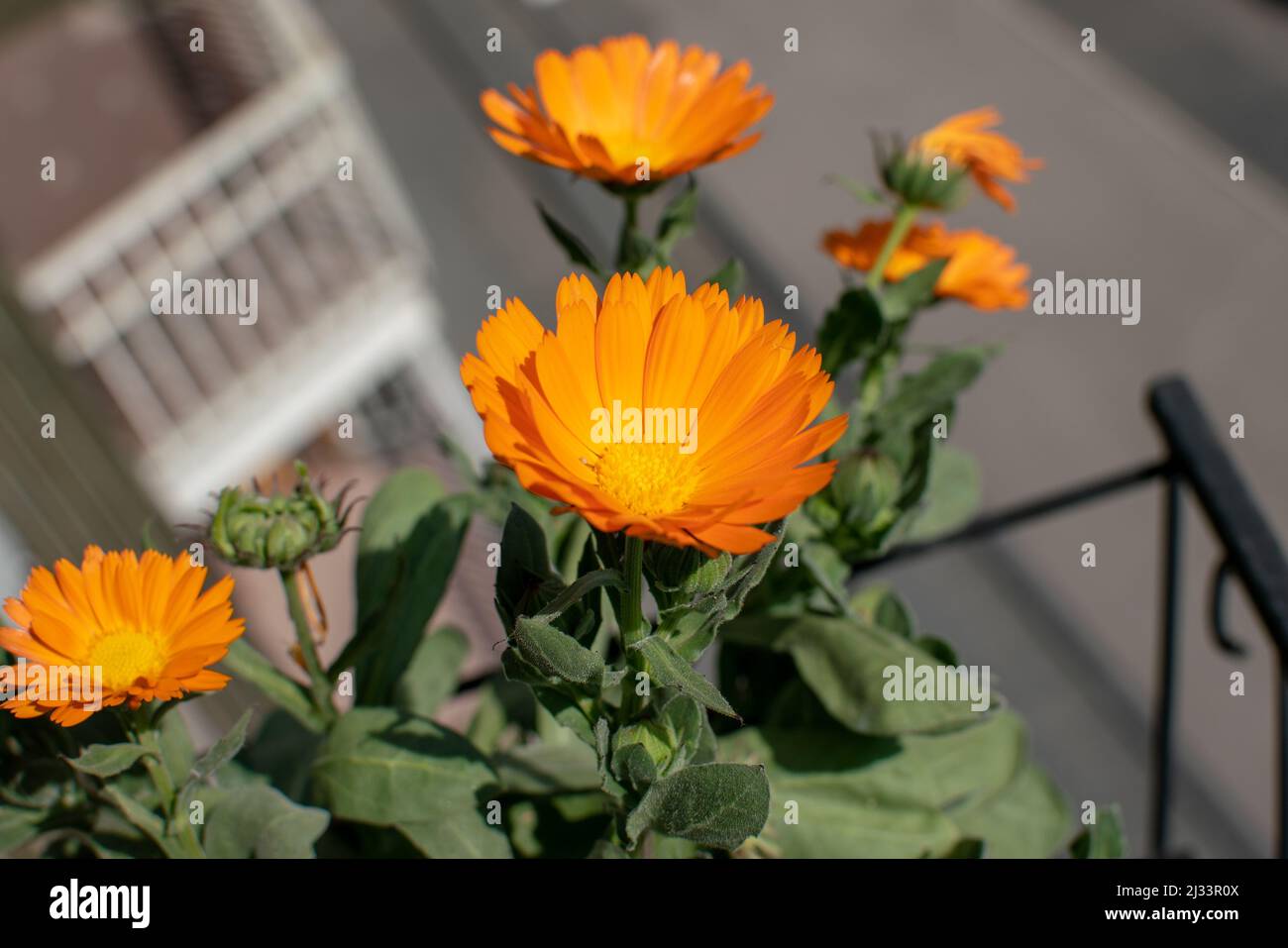 Calendula flower with bee on deep orange flower. Calendula has multiple