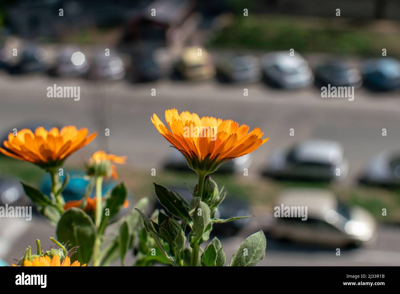 Calendula flower with bee on deep orange flower. Calendula has multiple