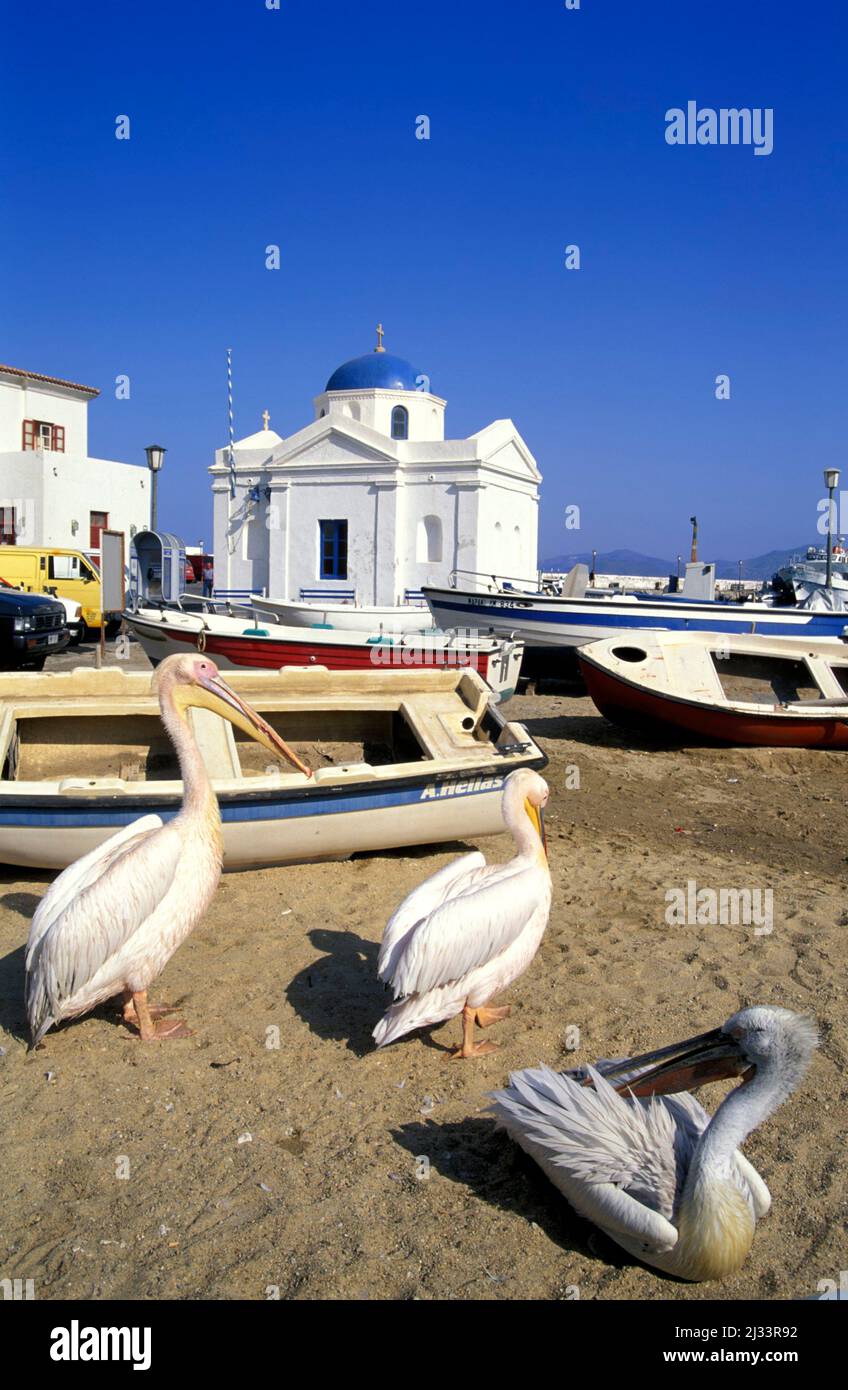 Pelicans  in Mykonos-Stadt, Mykonos town, Mykonos, Cyclades, Greece, Europe Stock Photo