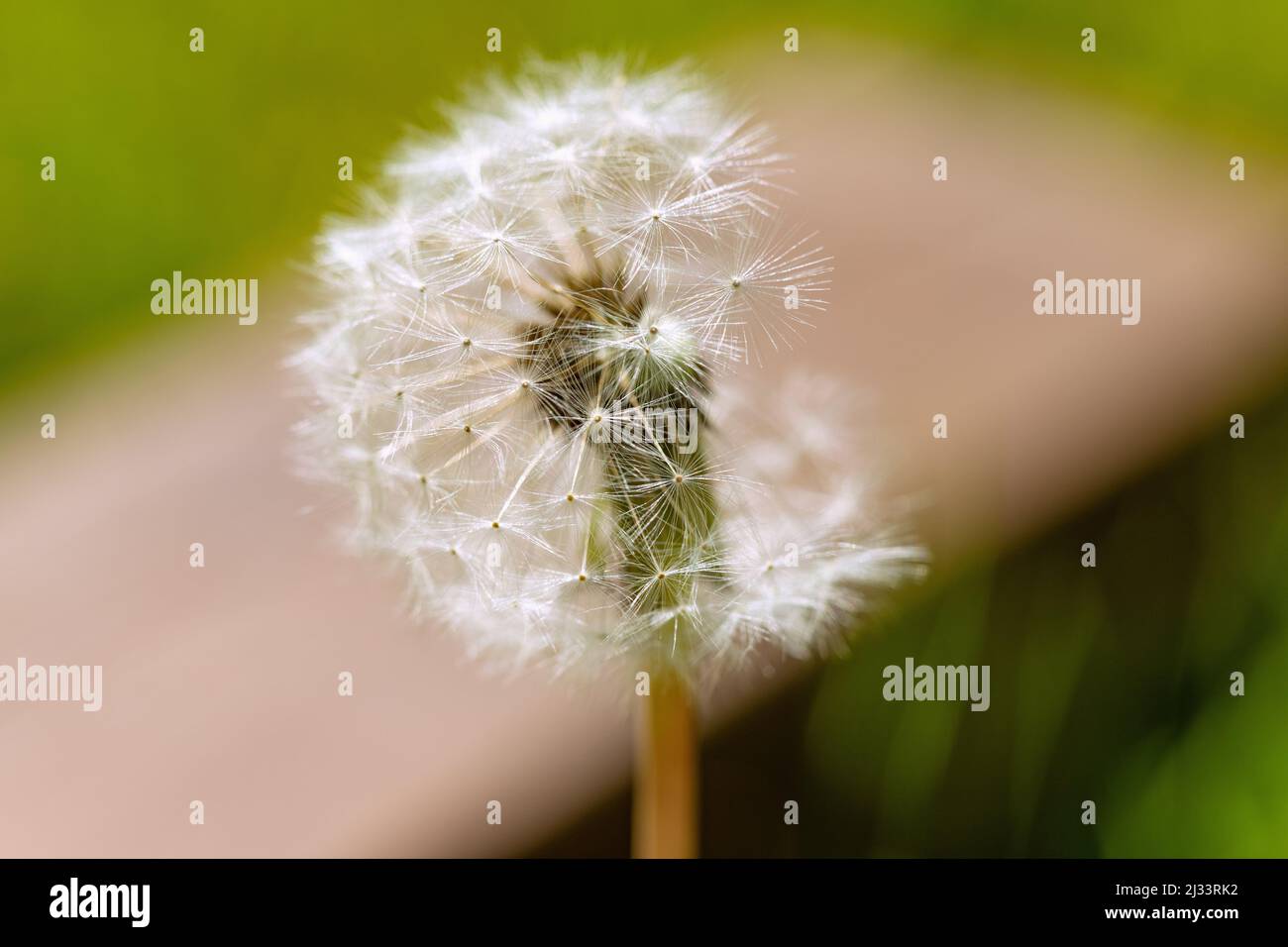 Dandelion with few seeds hi-res stock photography and images - Alamy