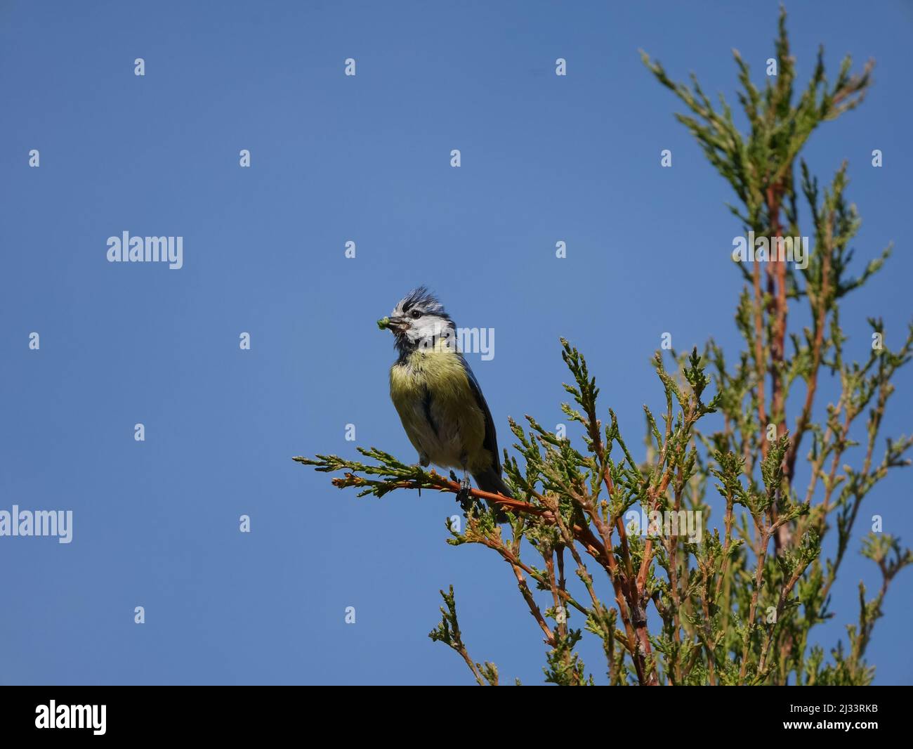 Great Tit sitting on a tree branch Stock Photo